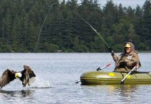 Đại bàng hói cướp cá của người