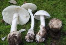 Nhận diện những loài nấm độc chết người ở Việt Nam