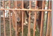 Cặp đôi kỳ lạ tại vườn thú Trung Quốc