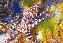 Bạch tuộc độc hơn rắn hổ mang dạt vào bờ biển