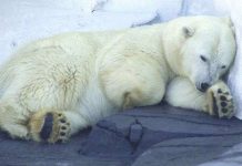 Gấu đi WC như thế nào khi ngủ đông?