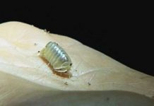 Phát hiện động thực vật mới ở Phong Nha, Kẻ Bàng Phát hiện động thực vật mới ở Phong Nha, Kẻ Bàng