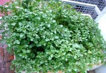 Kỹ thuật trồng rau cải xoong trong thùng xốp