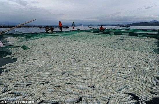 800 tấn cá măng chết bí ẩn