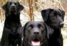 Dạy chó phát hiện ung thư Dạy chó phát hiện ung thư