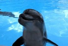 Con người đang đối xử với người bạn cá heo như thế nào?