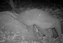 Phát hiện Tatu khổng lồ, hiếm gặp