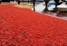 Thảm cua đỏ dày đặc chờ chết trên bãi biển California