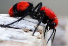 Trải nghiệm nỗi đau tê buốt khi cố tình để loài "kiến" cow killer đốt