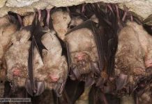 Tranh cãi vì xây "nhà" cho dơi