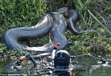 Những hình ảnh chân thực nhất về “quái vật sông Amazon” Những hình ảnh chân thực nhất về "quái vật sông Amazon"