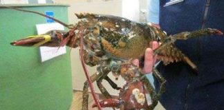 Phát hiện con tôm hùm càng có 6 nanh