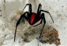 Nhện độc xâm lược New Zealand