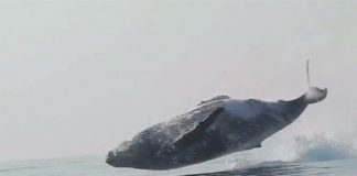 Cá voi lưng gù 40 tấn phi thân bay trên mặt nước