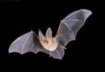 Dơi im lặng khi bay theo nhóm Dơi im lặng khi bay theo nhóm