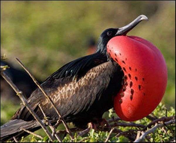 10 con vật có hình dáng kỳ lạ nhất thế giới