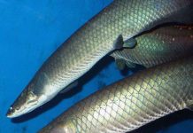 Vật liệu chống đạn mới giống vảy cá?