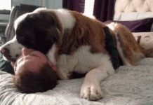 Phát hiện này sẽ khiến bạn suy nghĩ lại trước khi ôm một chú chó