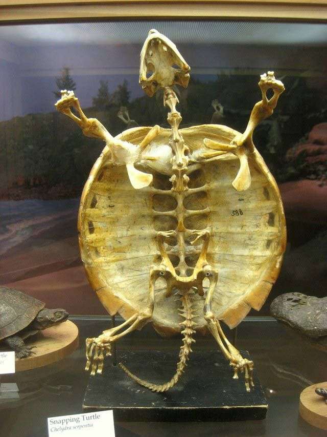13 sự thật về loài rùa mà ít ai biết đến