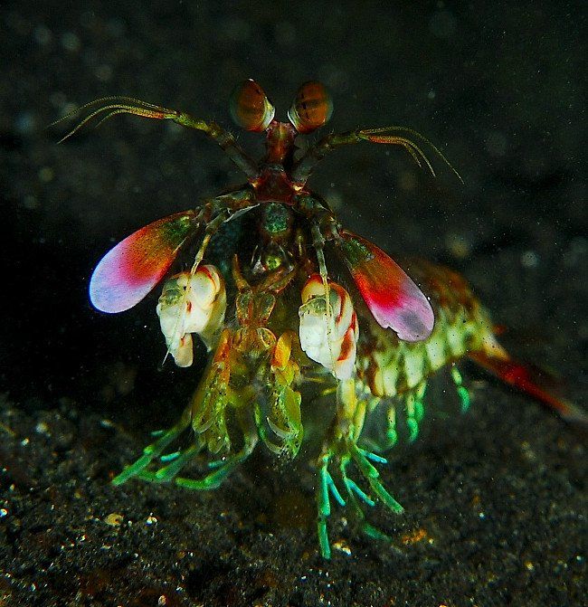 Dài 10cm và sống dưới đại dương, sinh vật này có thể thay đổi cả thế giới