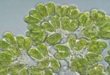 Ứng viên hàng đầu của nhiên liệu sinh học