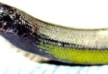 Phát hiện loài thằn lằn “cụt tay cụt chân” kỳ dị Phát hiện loài thằn lằn "cụt tay cụt chân" kỳ dị