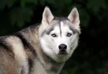 Chó sói đạt kết quả tốt hơn chó nhà trong các bài kiểm tra logic Chó sói đạt kết quả tốt hơn chó nhà trong các bài kiểm tra logic