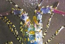 Tôm hùm bông quý hiếm lọt lưới ngư dân Trung Quốc