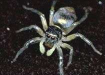 Nhện tỏ tình bằng... tia cực tím