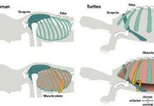 Mai rùa tiến hóa như thế nào? Mai rùa tiến hóa như thế nào?