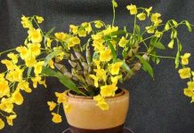 Ứng dụng nuôi cấy mô để bảo tồn loài lan Kim Điệp