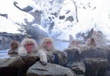 Giải mã sự to lớn của động vật xứ lạnh