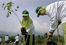 Indonesia phát động toàn dân trồng cây