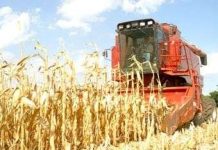 Bùng nổ nhiên liệu sinh học và vấn đề thiếu lương thực trên thế giới Bùng nổ nhiên liệu sinh học và vấn đề thiếu lương thực trên thế giới