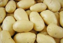 Bảo quản khoai tây bằng cát khô