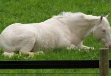 Sự thật thú vị về loài ngựa Sự thật thú vị về loài ngựa