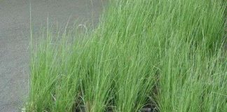 Sử dụng cỏ Vertiver để xử lý nước thải hiệu quả