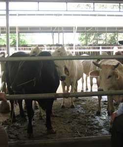 Xác định giới tính để sản xuất bò sữa cao sản