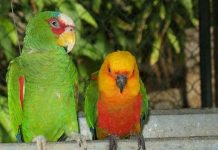 Chim nhà dạy chim rừng… nói tiếng Anh Chim nhà dạy chim rừng... nói tiếng Anh