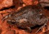 Phát hiện loài ếch mà khoa học chưa từng biết