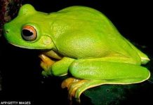 Phát hiện hơn 1.000 loài sinh vật mới