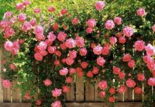 Kỹ thuật trồng hoa hồng leo đơn giản trong chậu