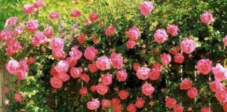 Kỹ thuật trồng hoa hồng leo đơn giản trong chậu