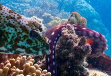 Bạch tuộc và cá mú hợp lực săn mồi dưới đáy biển Australia