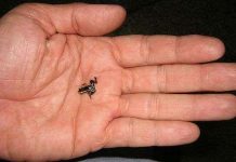 Da loài ếch nhỏ nhất thế giới có chứa chất độc hại