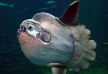 Cá mặt trăng – Loài cá quý hiếm trong sách đỏ Việt Nam Cá mặt trăng - Loài cá quý hiếm trong sách đỏ Việt Nam