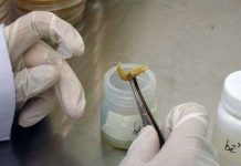 Kit LAMP chẩn đoán nhanh bệnh trên tôm