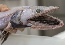 Bắt được "quái ngư" miệng rộng ở vực biển sâu 4000m