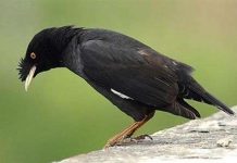 Chim sáo hót tiếng ngỗng bị đánh cắp nhận ra chủ Chim sáo hót tiếng ngỗng bị đánh cắp nhận ra chủ