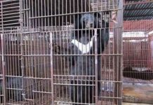 Thả 7 gấu đen ở Đồng Nai về tự nhiên